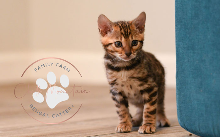 Bengal kitten for sale